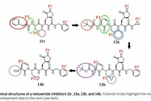 科学中德解析新冠首要蛋白酶晶体结构有助抑制剂研制