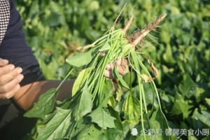 蒜蓉菠菜最简略的做法原汁原味看着都好吃好吃又下饭